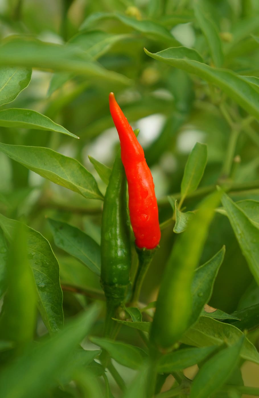 food, chilli, red, green color, pepper, chili pepper, vegetable, spice, growth, plant