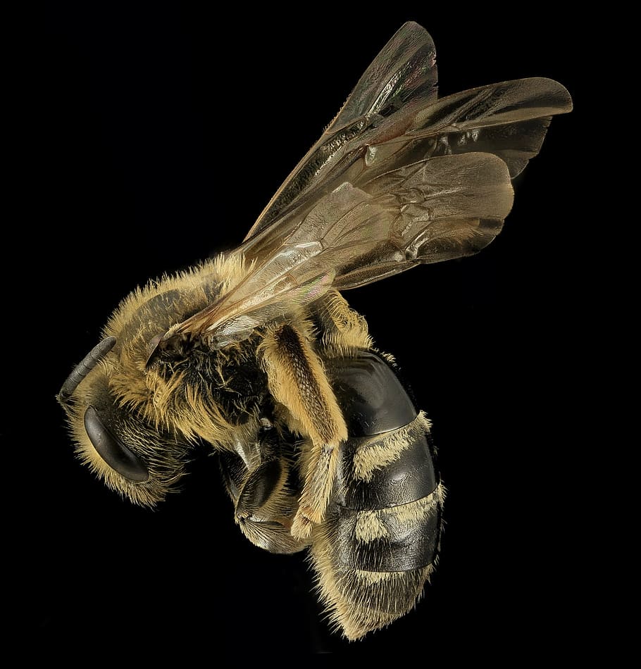 marrom, bege, abelha, abelha suada, inseto, perfil, animais selvagens, natureza, fechar-se, asas