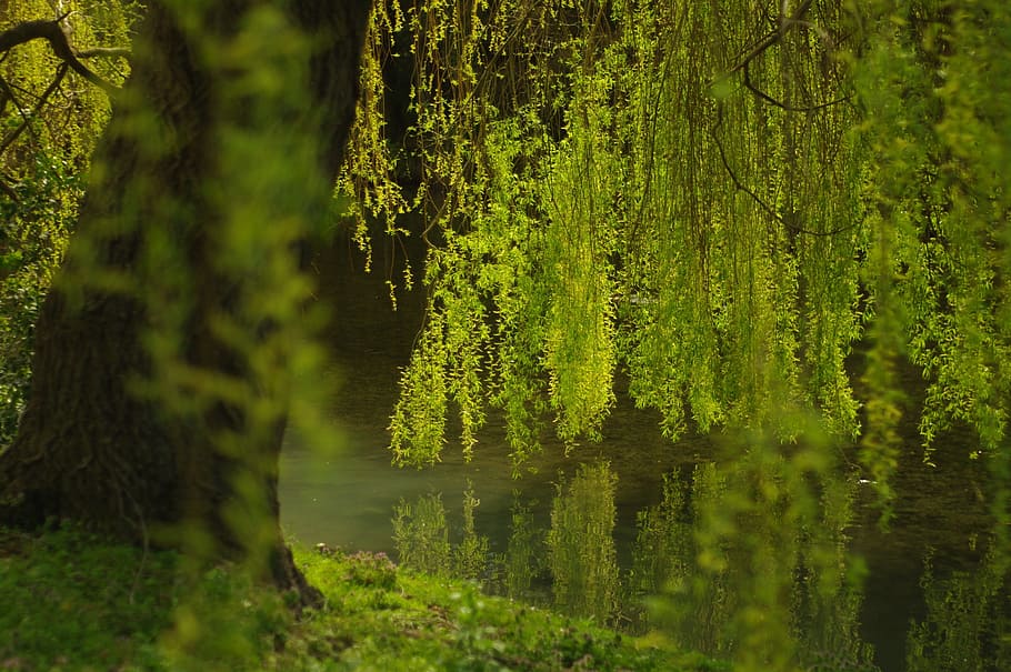 tanaman berdaun hijau, Menangis Willow, Willow, Hijau, Air, Kehidupan, alam, hutan, pohon, Warna hijau