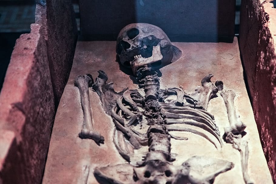 human, brown, surface, Skeleton, Skull, Old, Ancient, Dead, death, bone