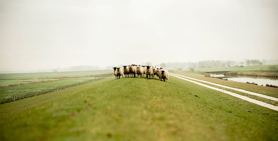 羊の群れ, 自然, 草, 動物, 群れ, 羊, 田園風景, 農場, 農業, 牧草地