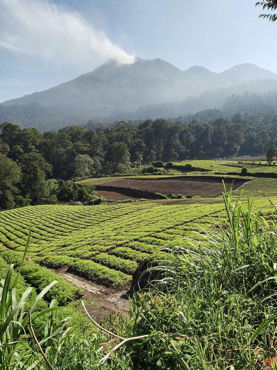 mountain, nature, field, indonesia, agriculture, plant, beauty in nature, landscape, scenics - nature, tranquil scene