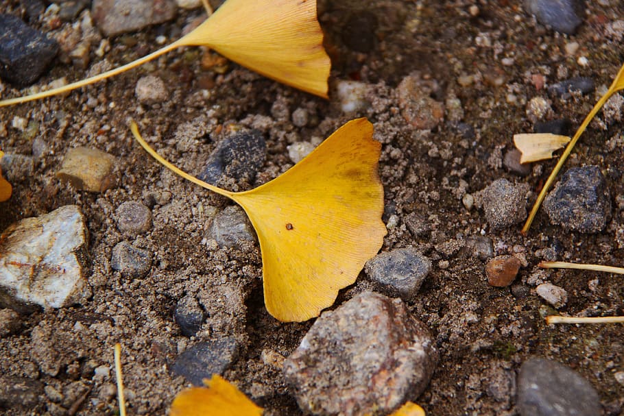 brown, leaf, soil, ginkgo, yellow, autumn, sand, nara, japan, season