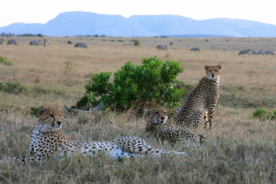 trio, cats, animal, wildlife, safari, nature, ch, savanna, africa, safari Animals