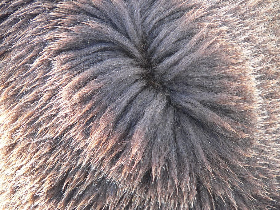 brown bear, bear, hair, fur, backgrounds, close-up, mammal, animal hair, one animal, animal