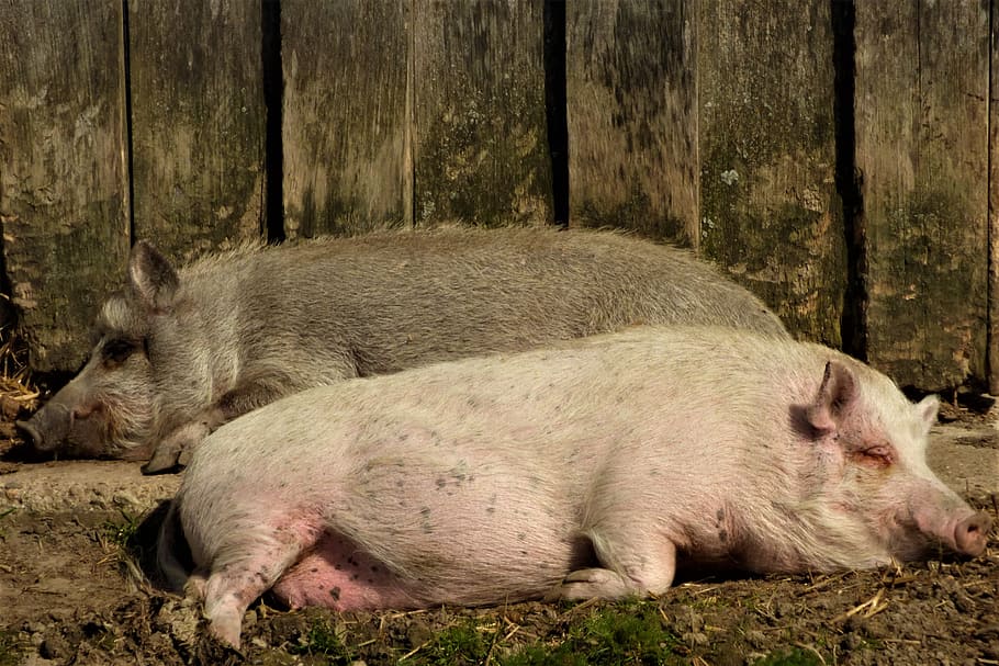 pigs, sleeping, sow, mammal, happy pig, snuggle, pink, farm, cozy, bristles