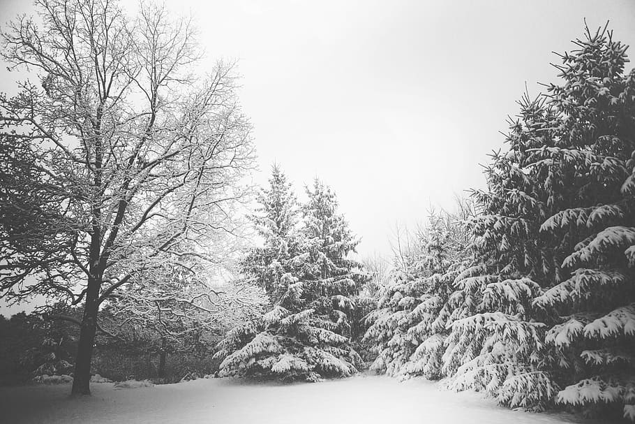 pinheiros cobertos de neve, cinza, escala, foto, neve, árvores, dia, inverno, frio, natureza