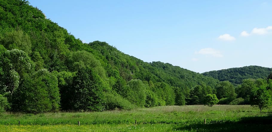 Dolinka, Polônia, Paisagem, dolinka będkowska, vales perto de Cracóvia, Prado, verde, natureza, verde Cor, árvore