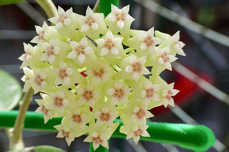 flower, hoya, plant, flowering plant, beauty in nature, freshness, vulnerability, close-up, fragility, growth