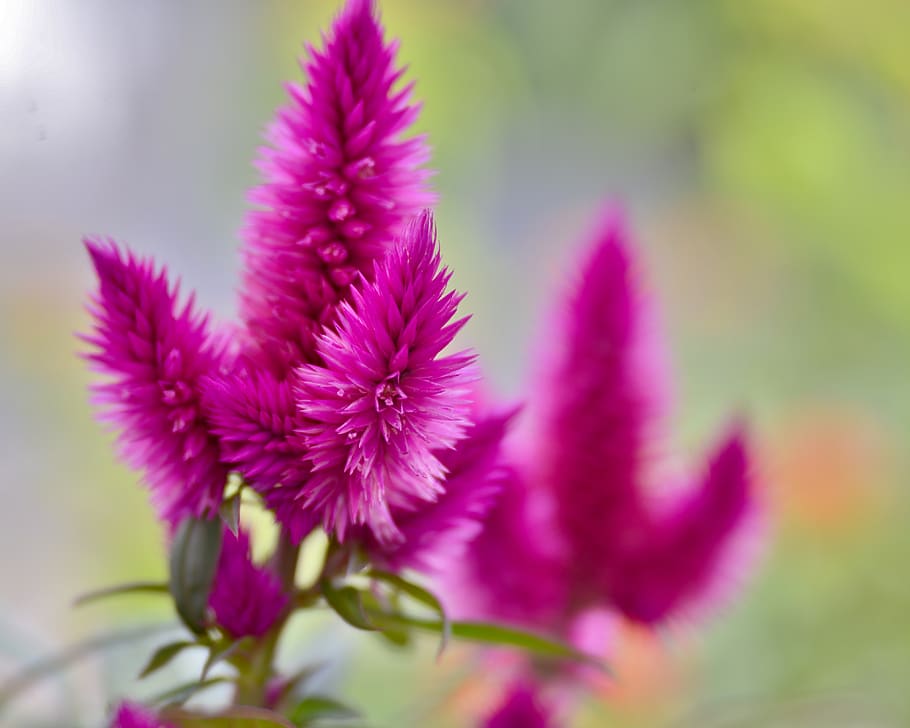 flores, en forma de cono, planta, púrpura, violeta, inflorescencia, flora, decorativa, naturaleza, flor