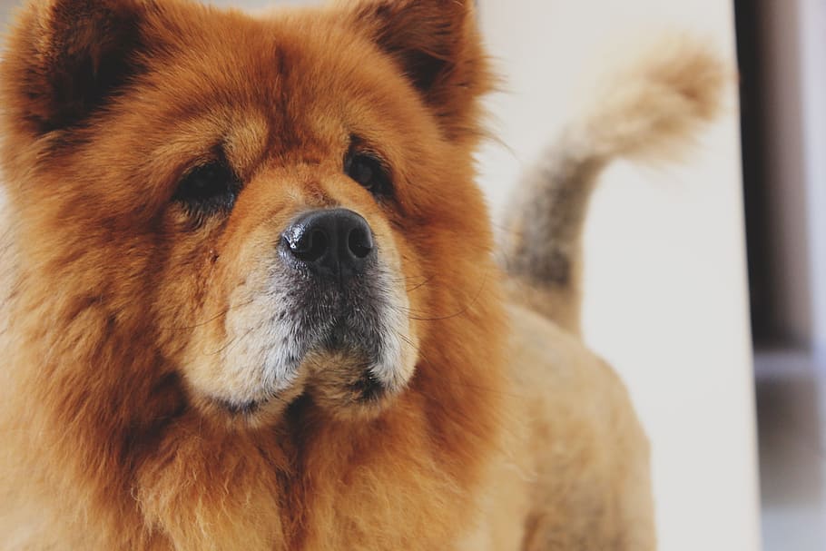 adult, chow, close-up, daytime, dog, chow chow, chow-chow, pet, animal, domestic