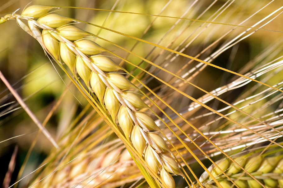 trigo integral, cereales, maizal, campo, espiga, naturaleza, planta, campo de cebada, cebada, espigas de trigo
