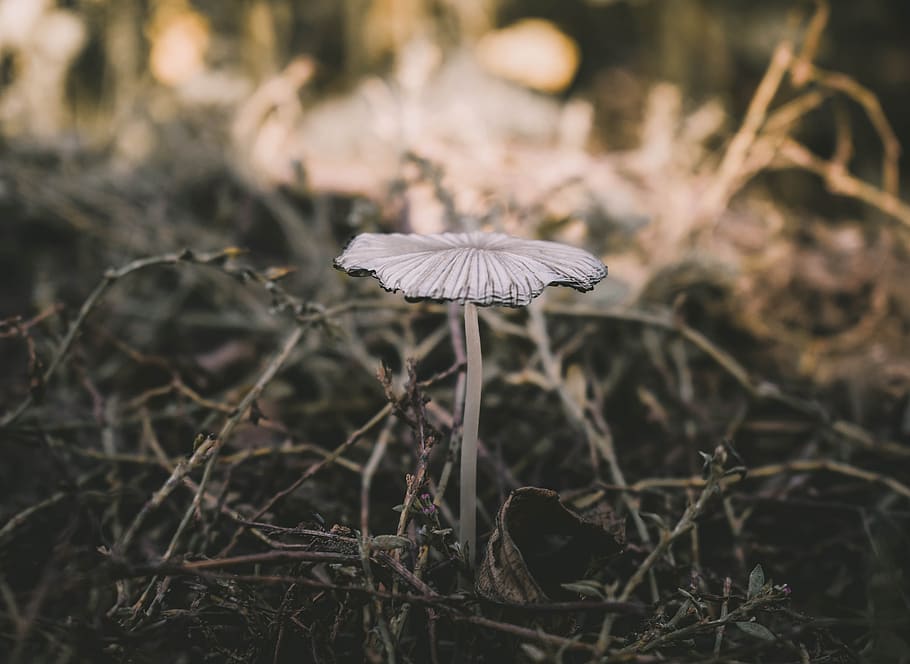 mushroom, forest, autumn, nature, forest mushroom, close up, hat, forest floor, macro, discovered