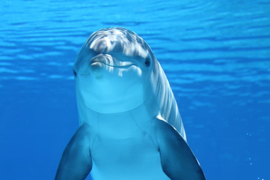 под водой, фотография, дельфин, морские млекопитающие, вода, море, млекопитающее, дайвинг, рыба, волна