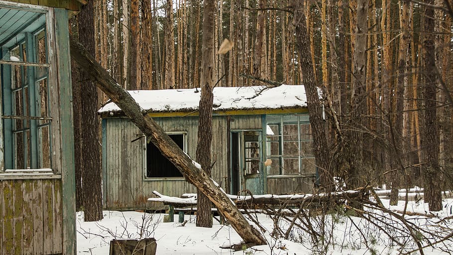 acampamento, crianças, árvore, caído, neve, zona de exclusão, inverno, Ucrânia, radiação, abandonado
