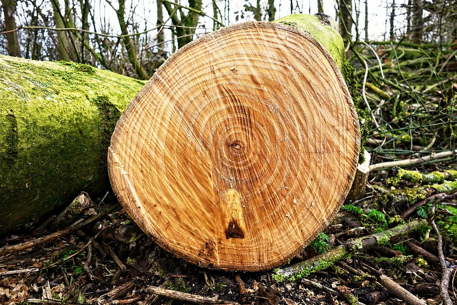 log, batang pohon, kayu, cincang, digergaji, dipotong, cincin tahun, penampang, bahan baku, ditebang