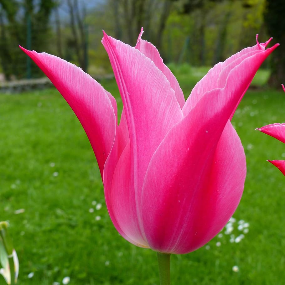 Flower, Macro, Nature, Tulip, red, garden, flowering, flushed, pink color, petal