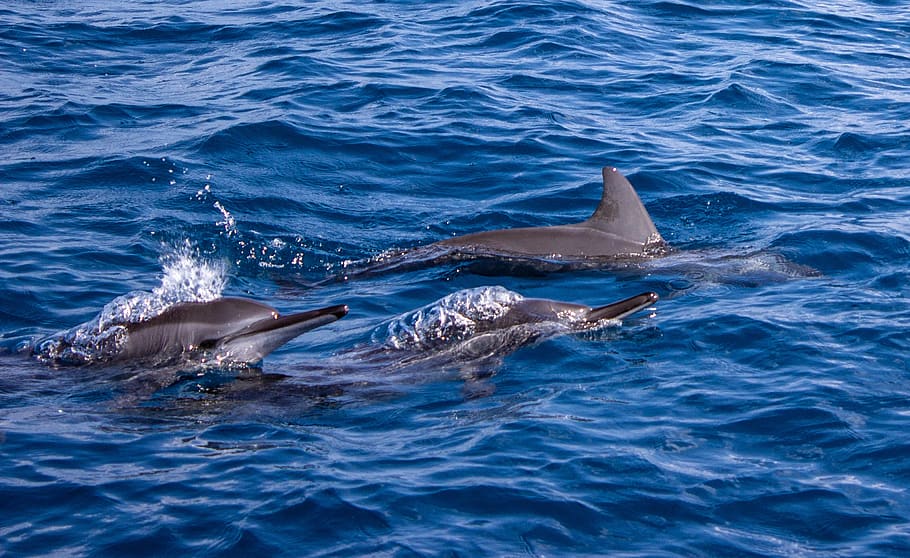 dolphins, blue sea, open water, playful, sea, water, ocean, mammal, marine, swim
