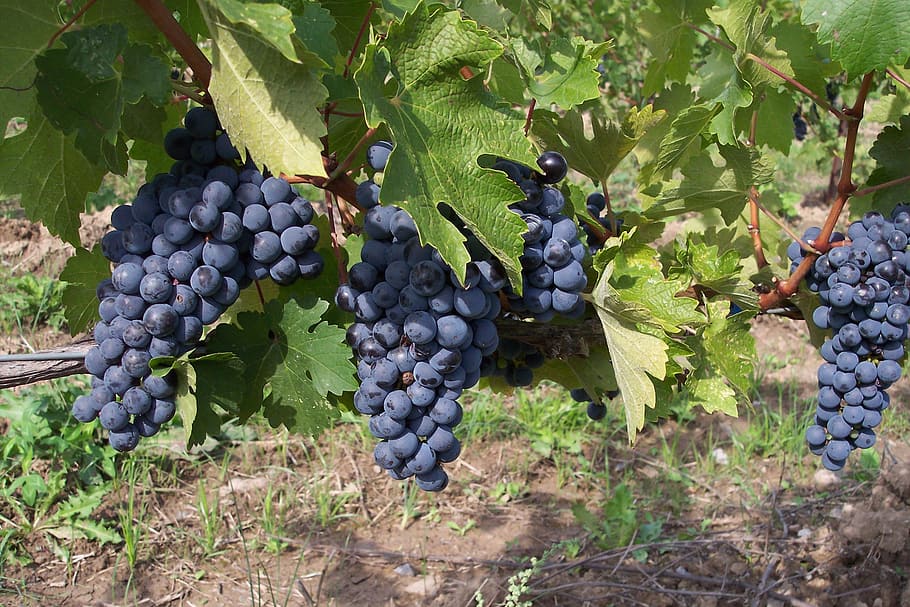 buah blueberry, siang hari, anggur, buah, cluster, tandan, matang, kebun anggur, makanan dan minuman, makanan sehat