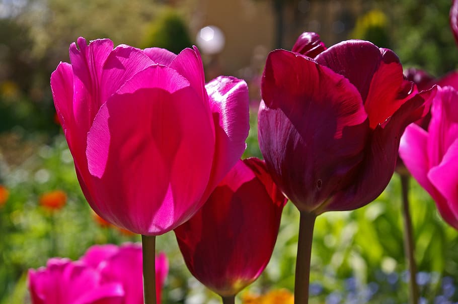 pink petaled flowers, tulips, red tulips, red, flower, spring, nature, flowers, bloom, spring flower