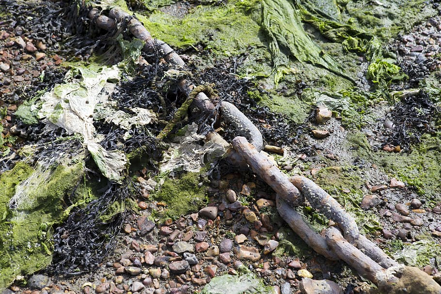 Low Tide, Mooring, Chain, Algae, Seaweed, mooring chain, nature, outdoors, day, moss