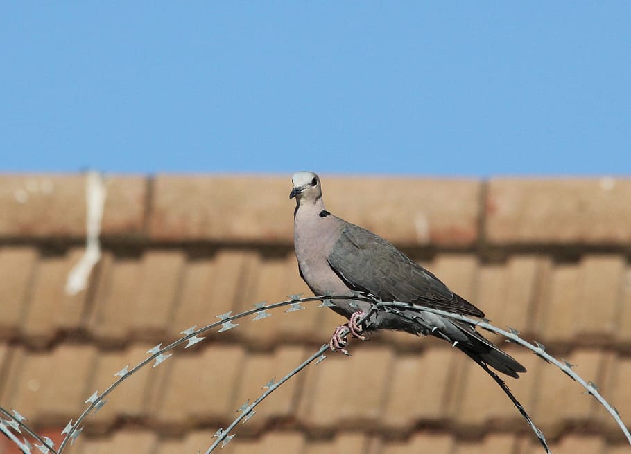 pigeon, dove, bird, watching, roof, colorful, nature, color, wildlife, south