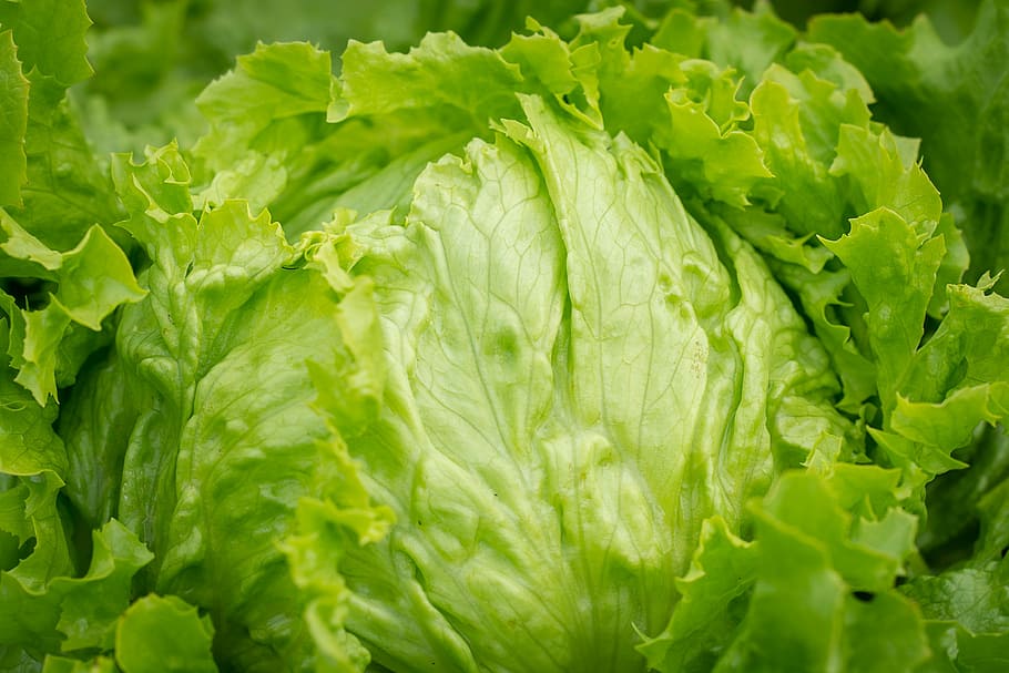 selective, focus photo, cabbage, salad, head of lettuce, iceberg lettuce, healthy, raw, raw food, vegetable garden