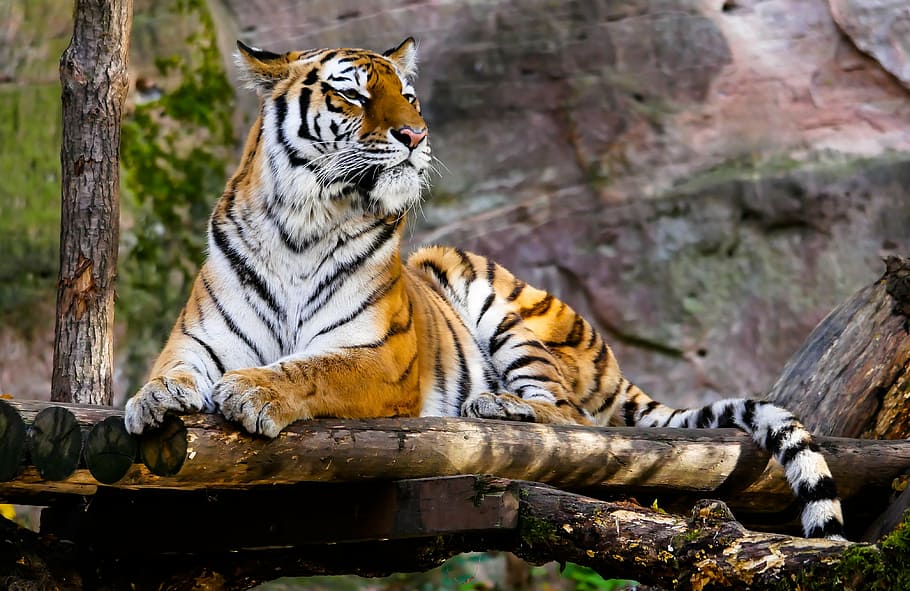 tiger, lying, logs, animal, predator, cat, attention, tiergarten nürnberg, one animal, animal wildlife