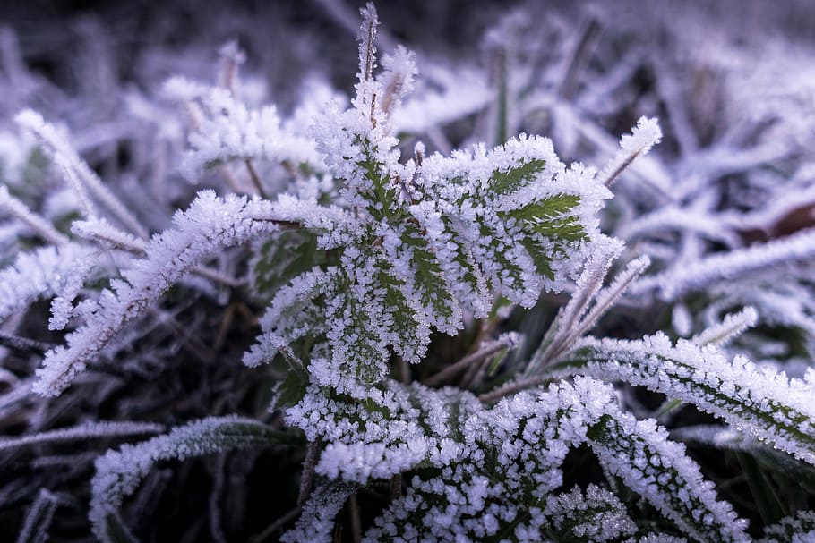 embun beku, es, dingin, musim dingin, tanaman, kristal, cuaca beku, di bawah nol derajat, suhu dingin, beku