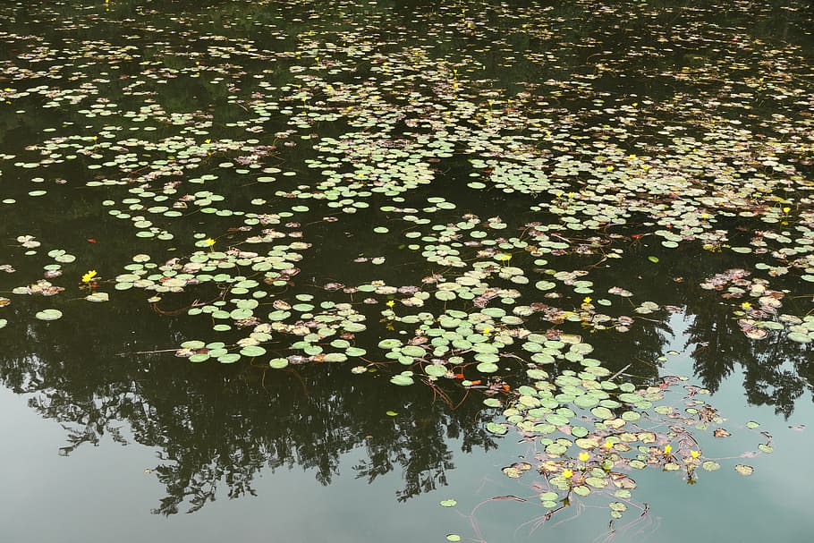 lake, pond, water lilies, yellow, nature, water, forest, waters, bank, mood