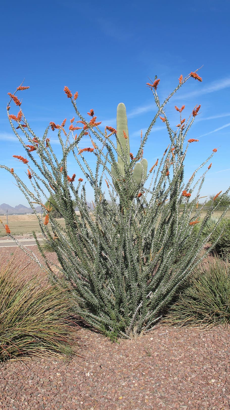 Desierto, planta, naturaleza, Tucson, Arizona, cactus, ocotillo, desierto de Sonora, desierto de Chihuahua, crecimiento
