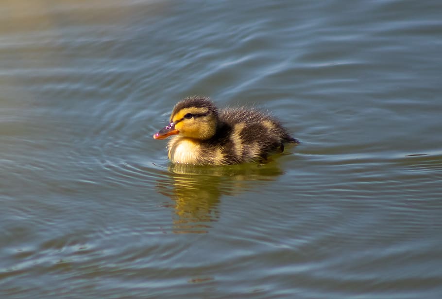 duckling, baby duck, duck, young, baby, bird, cute, ducklings, fluffy, wildlife