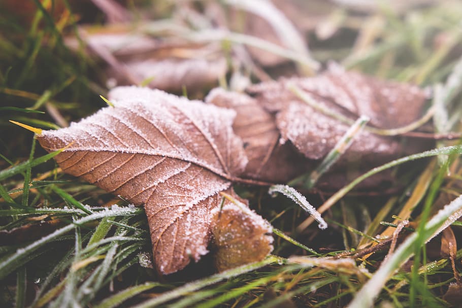 leaf, fall, green, grass, outdoor, nature, field, outside, snow, winter