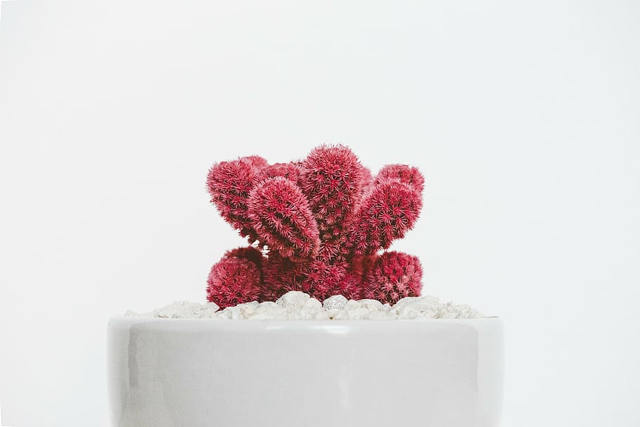 white, potted, red, cactus plant, plant, garden, flower, petals, aesthetic, pot