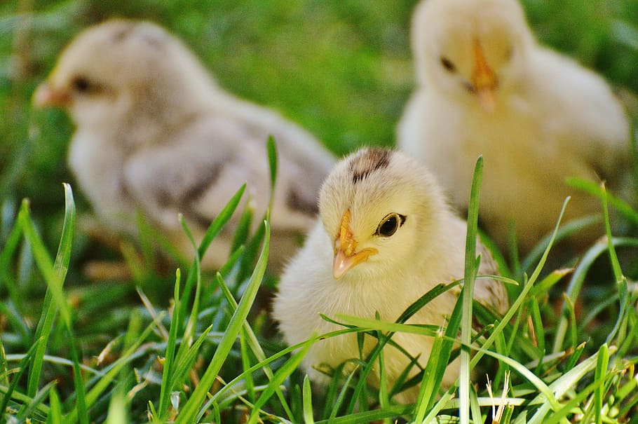 three, beige, chicks, grasses, chicken, small, poultry, fluff, young, meadow