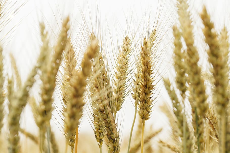 campo de trigo, día, planta, trigo, paja, en campo de arroz, cultivo, agricultura, planta de cereal, crecimiento