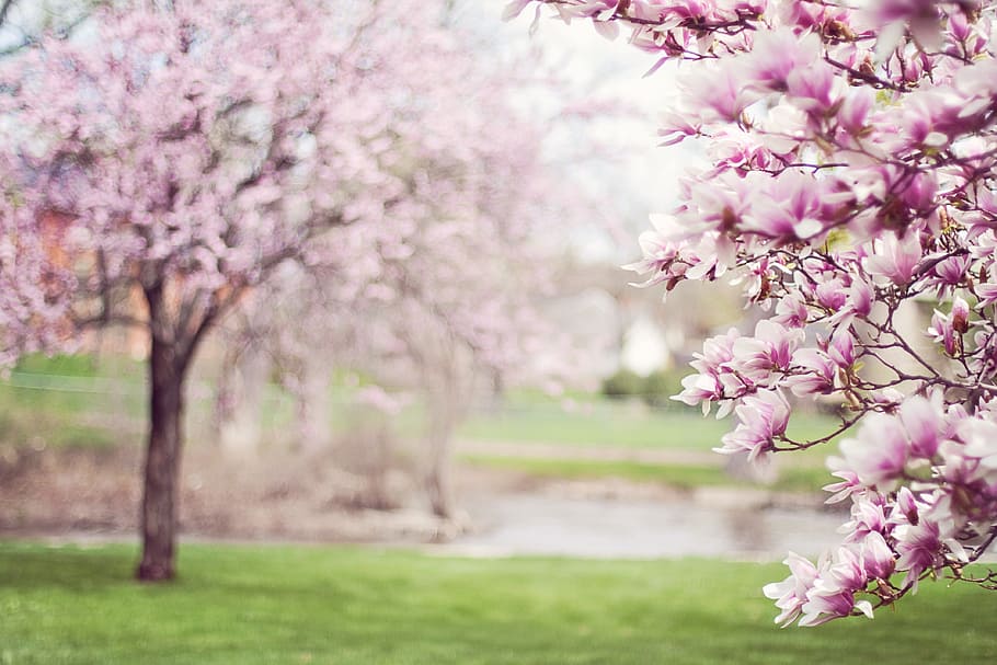 мелкий, фокусная фотография, фиолетовый, лиственные деревья, магнолии, весна, цветет, цветущее дерево, розовый, май