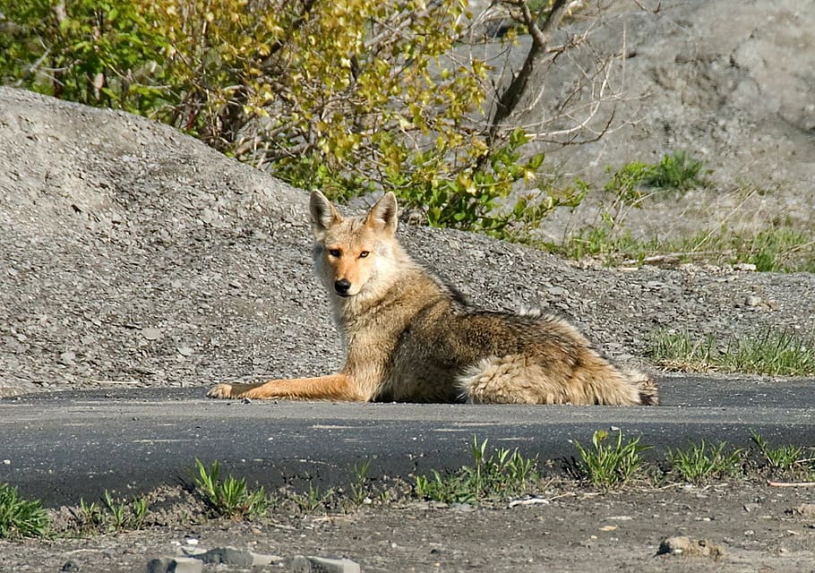 coyote, quadruped, animal, usa, street, lying, mammal, wildlife, nature, carnivore
