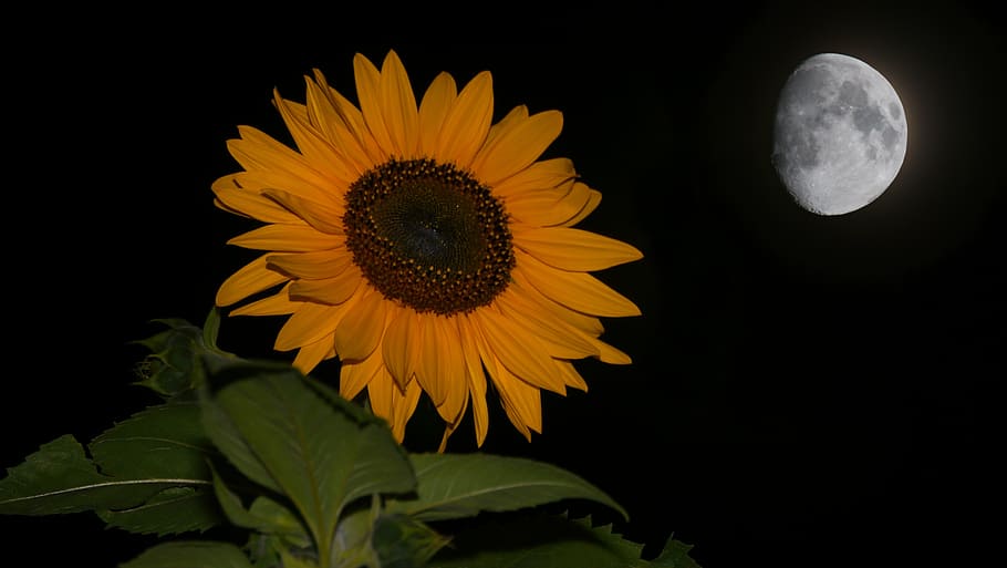 sun flower, night, moon, moonlight, evening, flower, flowering plant, yellow, beauty in nature, plant