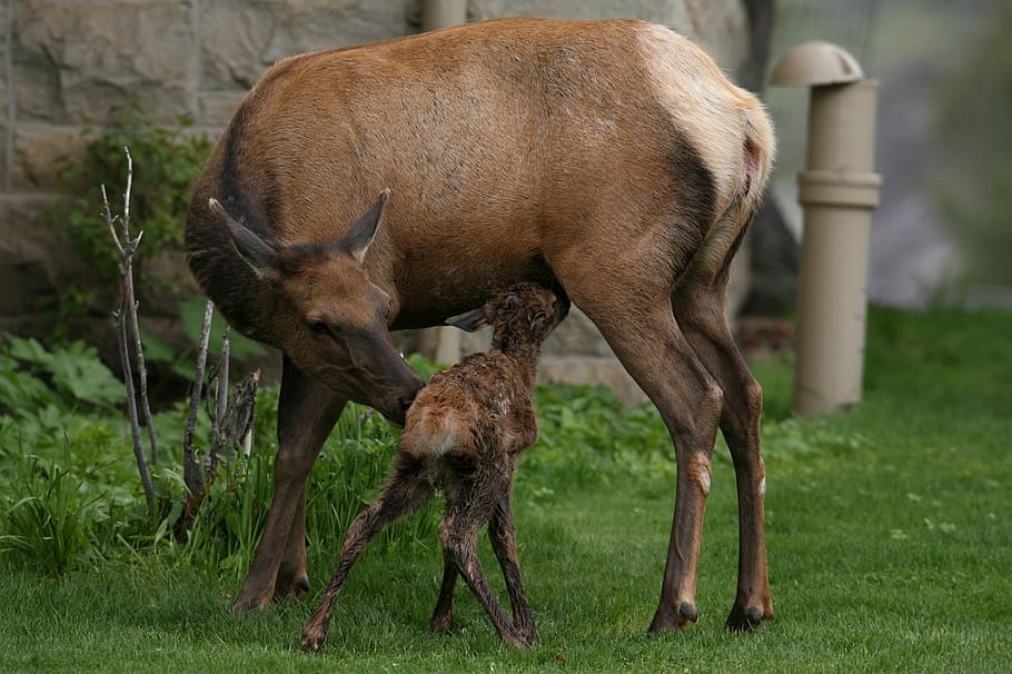 two brown animals, elk, cow, calf, wildlife, outdoors, nature, female, baby, wilderness