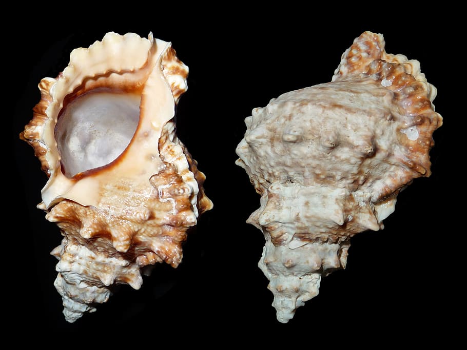 two, brown, sea shells, sea snail, snail, tutufa bufo, caenogastropoda of uncertain systematic, shell, seashell, mother of pearl