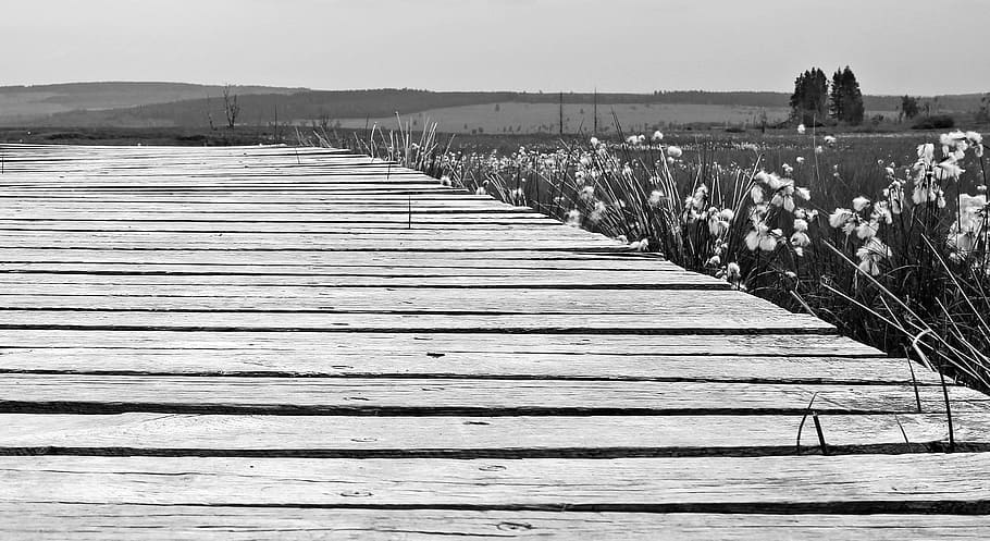 grayscale photography, wooden, dock, iris flowers, across, field, Away, High, Venn, Belgium