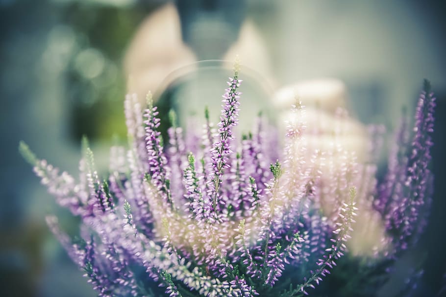 purple flower arrangement, reflection, photograph, camera, lens light flare, scattering, lens, aperture stain, shot, recording
