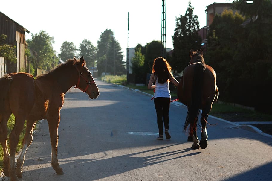 Horse, Horses, Offspring, Village, the horse, nature, west, sun, sunset, horse voivodeship