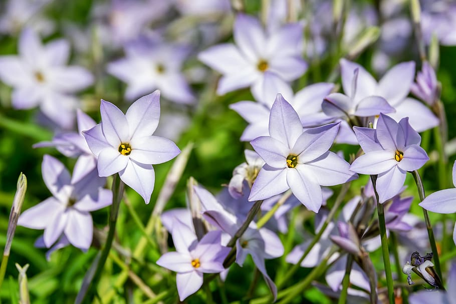 selektif, fokus fotografi, ungu, putih, bunga petaled, bintang musim semi, ipheion uniflorum, bintang bunga, mekar, musim semi