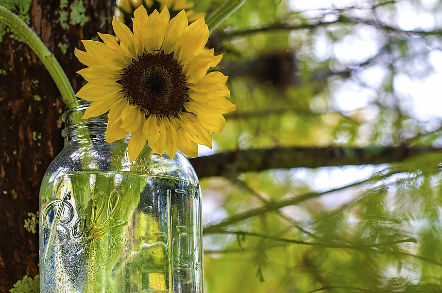 selective, focus photography, sunflower, glass jar, mason jar, ball jar, outdoors, nature, tree, flower