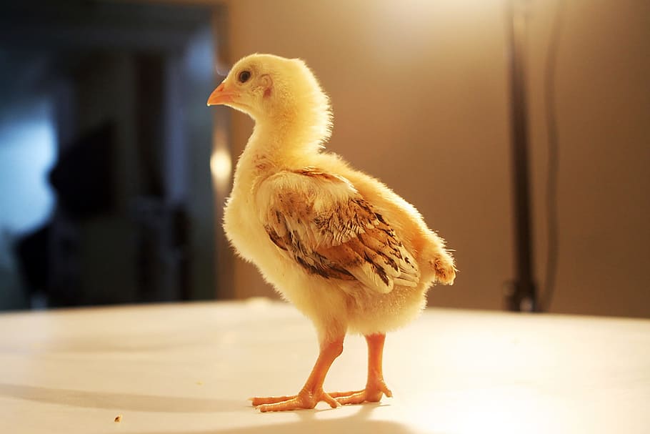 amarillo, pollito, superior, marrón, superficie, pollo, mascota, pluma,  Pájaro, animal | Pxfuel