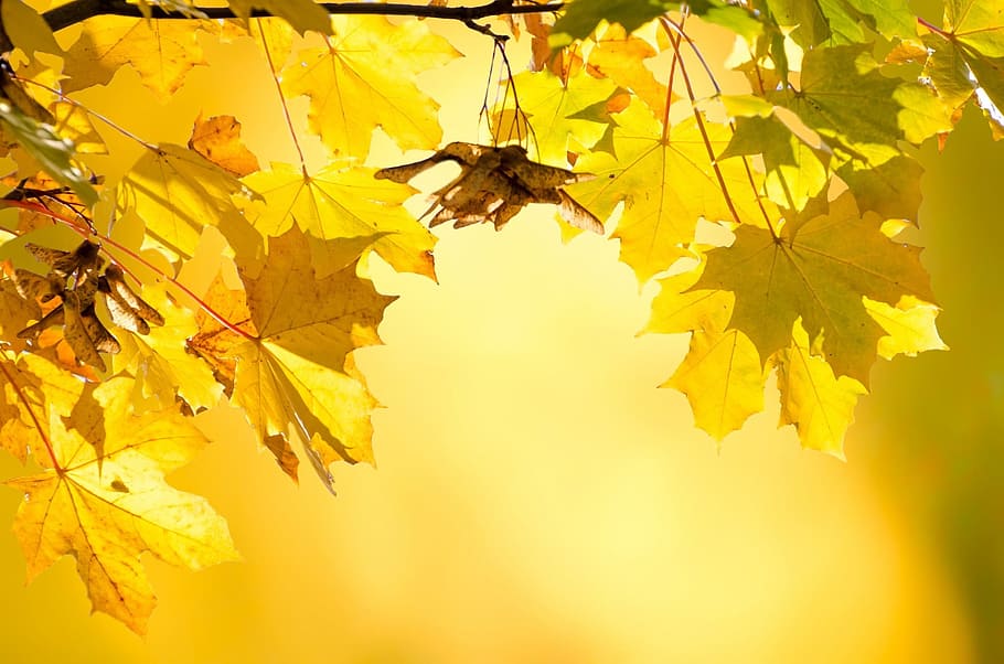 yellow maple leaves, yellow, maple leaves, autumn, tree, trees, leaves, leaf, branches, seasons