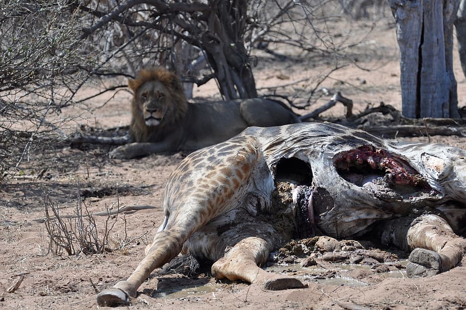 León, cadáver, comida, vida silvestre, jirafa, África, safari, botswana, matar, animales salvajes