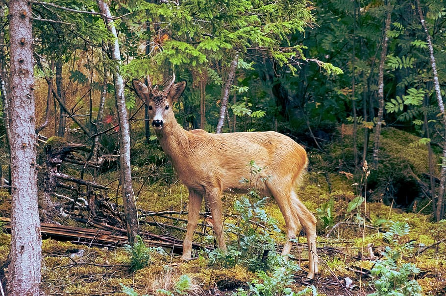 brown deer, animal, nature, mammal, wildlife, deer, forest, animals In The Wild, outdoors, tree